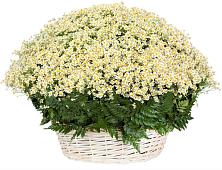 Цветочная композиция из Ромашки в корзине #REPLACE_PRED# Тарусе